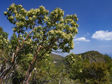 Blossoming Strawberry tree (arbutus unedo)in the mountains of Methana. (Photo: Tobias Schorr)