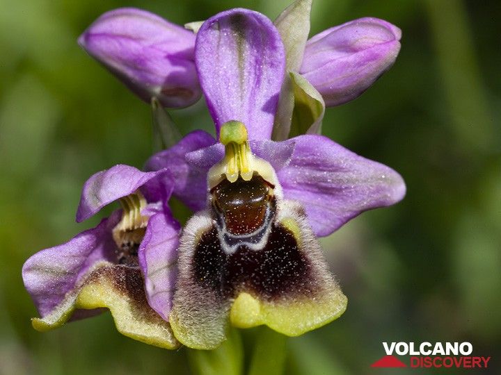 Wasp orchid (Ophrys tenthredinifera?) from Methana. (Photo: Tobias Schorr)
