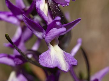 Orchid from the Stavrolongos crater (Orchis champagneuxii?). Methana. (Photo: Tobias Schorr)