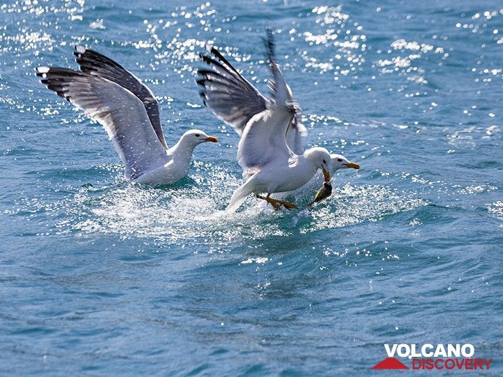 Seagulls catching fish at Poros island. (Photo: Tobias Schorr)