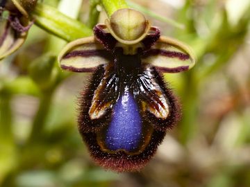 Bertolonis-Orchidee (?), Ophrys bertolonii MORETTI. Psifta-See / Troezenia-Gebiet. (Photo: Tobias Schorr)