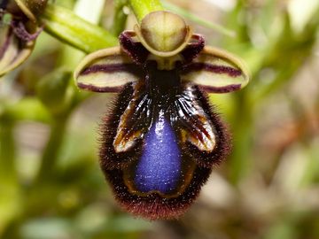 Bertolonis orchid (?), Ophrys bertolonii MORETTI. Psifta lake / Troezenia area. (Photo: Tobias Schorr)