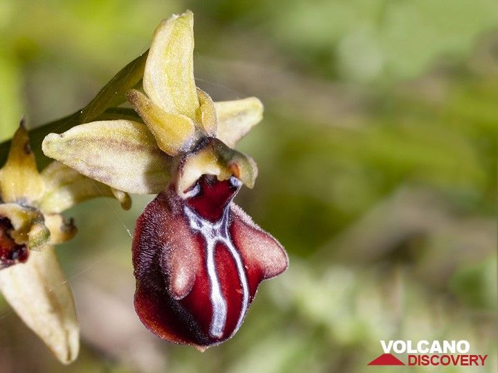 Orchid Ophrys mammosa (?) from the edge of Psifta lake. (Photo: Tobias Schorr)