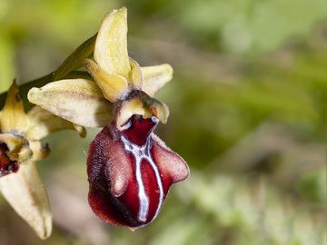 Orchidee Ophrys mammosa (?) vom Rand des Psifta-Sees. (Photo: Tobias Schorr)