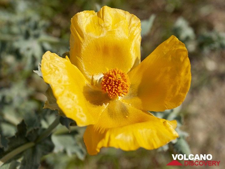 Yellow poppy (Glaucium flavum) from Psifta lake. (Photo: Tobias Schorr)