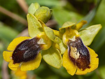 Orchidee Ophrys lutea (?) aus dem Psifta-See. (Photo: Tobias Schorr)