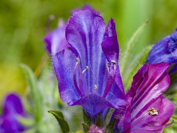 Fleurs sauvages du lac Psifta près de Methana. (Photo: Tobias Schorr)