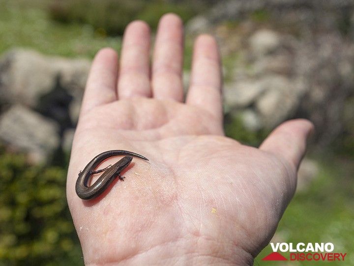 Schlangenäugiger Skink (ablepharus kitaibelii) aus der Makrylongos-Hochebene auf Methana. (Photo: Tobias Schorr)