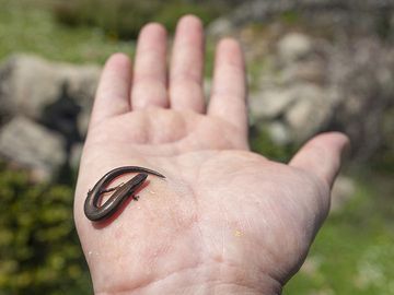 Snake-eyed Skink (ablepharus kitaibelii) from the Makrylongos high plain on Methana. (Photo: Tobias Schorr)