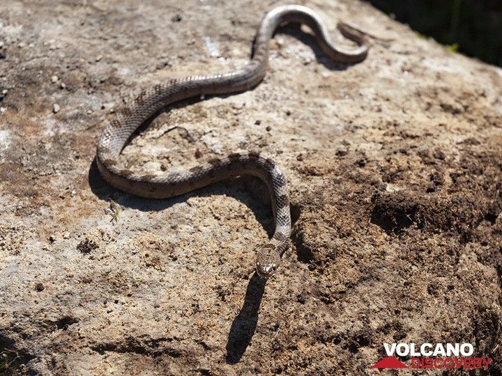 Mediterranean Cat Snake (poisoned) from the Varkesa high plain on Methana. (Photo: Tobias Schorr)