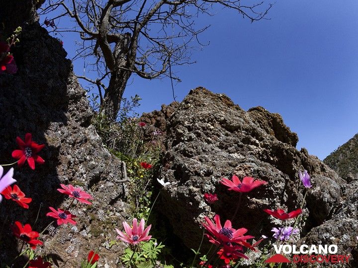 Anemones in the lava rocks of the historic volcano of Methana. (Photo: Tobias Schorr)