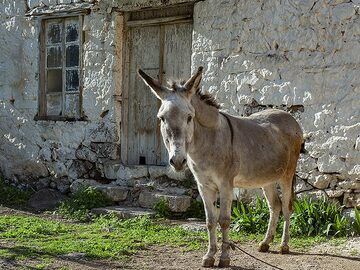 meth_12_2018-5368.jpg (Photo: Tobias Schorr)