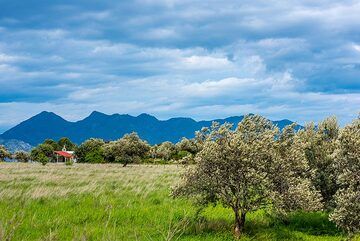 Wiese mit den Lavadomen von Methana im Hintergrund (Photo: Tom Pfeiffer)