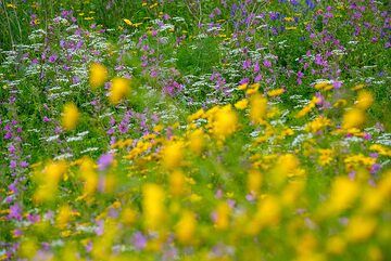 Spring meadow (2) (Photo: Tom Pfeiffer)