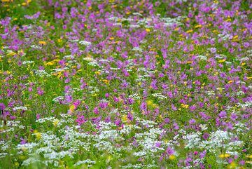 Spring meadow (3) (Photo: Tom Pfeiffer)