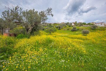 Olive trees and meadows (Photo: Tom Pfeiffer)