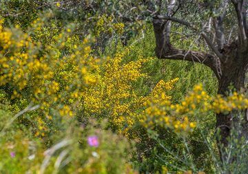 Balai jaune (Photo: Tom Pfeiffer)