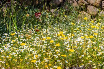 Spring meadow (1) (Photo: Tom Pfeiffer)