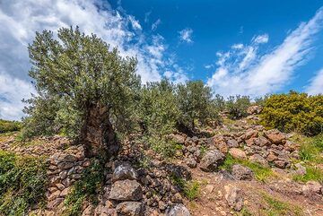 Olive tree (Photo: Tom Pfeiffer)