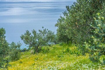 Olive grove at Metamorphosis village (Photo: Tom Pfeiffer)