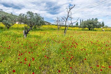 Wiese mit roten Mohnblumen und Olivenbäumen (Photo: Tom Pfeiffer)