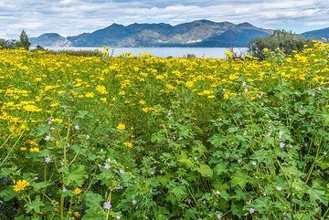 Methana in the background, seen from the west (Photo: Tom Pfeiffer)