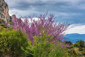 Judas tree (Photo: Tom Pfeiffer)