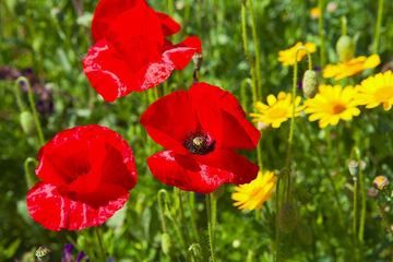 Red poppies (Photo: Tom Pfeiffer)