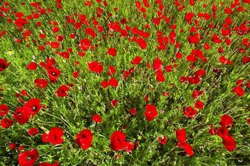 Red poppies on a field near Adamas, Milos (Photo: Tom Pfeiffer)