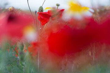 Red poppies (Photo: Tom Pfeiffer)