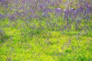 Purple and green (Photo: Tom Pfeiffer)