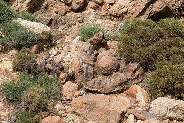 Old pillow lava (lava erupted in shallow water forming cushion-shaped blocks). (Photo: Tom Pfeiffer)