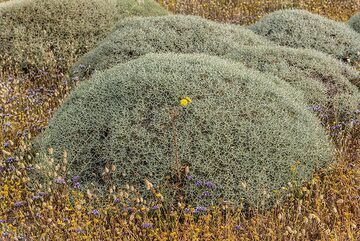 Cushions of wild thyme (Photo: Tom Pfeiffer)
