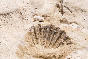 Fossile sea shells abound in the sandstone (Photo: Tom Pfeiffer)