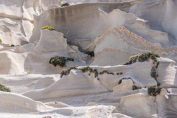 Typische Oberfläche der Bimsstein-Brekzien-Lagerstätte in der Nähe von Sarakiniko. Nur wenige Pflanzen schaffen es, in winzigen Spalten oder geschützten Ecken Platz für ihre Wurzeln zu finden. (Photo: Tom Pfeiffer)