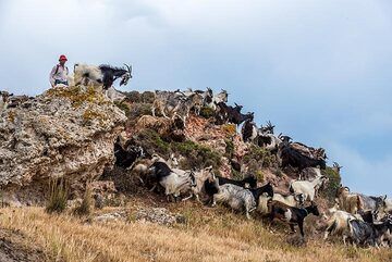 A goat herd passes nearby (Photo: Tom Pfeiffer)