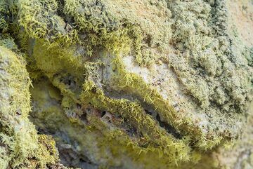 Wunderschöne monokline Schwefelnadeln an einer Fumarole. (Photo: Tom Pfeiffer)