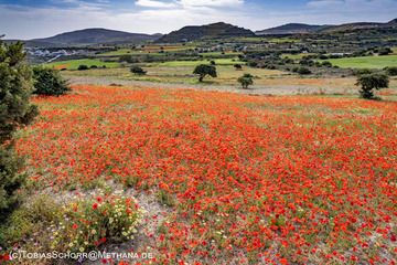 An romantic spring landscape on Milos island. (Photo: Tobias Schorr)