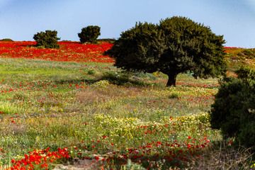 A nice poppy meadow on Milos island. (Photo: Tobias Schorr)