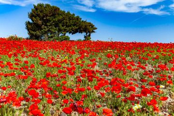 A poppy meadow on Milos island. (Photo: Tobias Schorr)