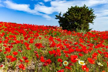 A poppy meadow in rich spring colours. (Photo: Tobias Schorr)