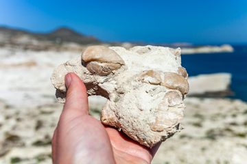 Fossile shells from the volcanic ashes of northern Milos. (Photo: Tobias Schorr)