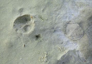 Fossiles d'une coquille et d'un oursin dans des dépôts volcaniques (Photo: Tom Pfeiffer)