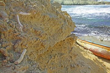 Calcified fossile roots and branches (Photo: Tom Pfeiffer)