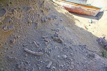 Kalzifizierte fossile Wurzeln und Äste (Photo: Tom Pfeiffer)