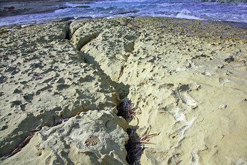 Fossile Muscheln in der Aschenablagerung zeugen davon, dass die Asche einst auf dem Meeresboden abgelagert war. (Photo: Tom Pfeiffer)