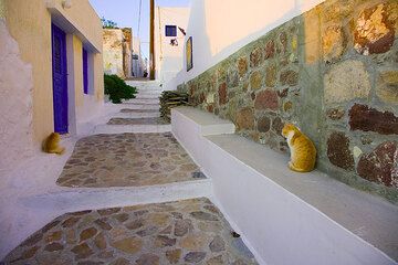Two lazy cats in a street in Plaka (Photo: Tom Pfeiffer)
