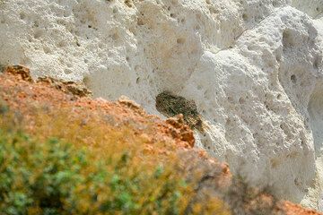 Weiße Aschenablagerungen (Photo: Tom Pfeiffer)