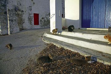 Groupe de chats rassemblés dans les maisons de plage de Klima (Photo: Tom Pfeiffer)