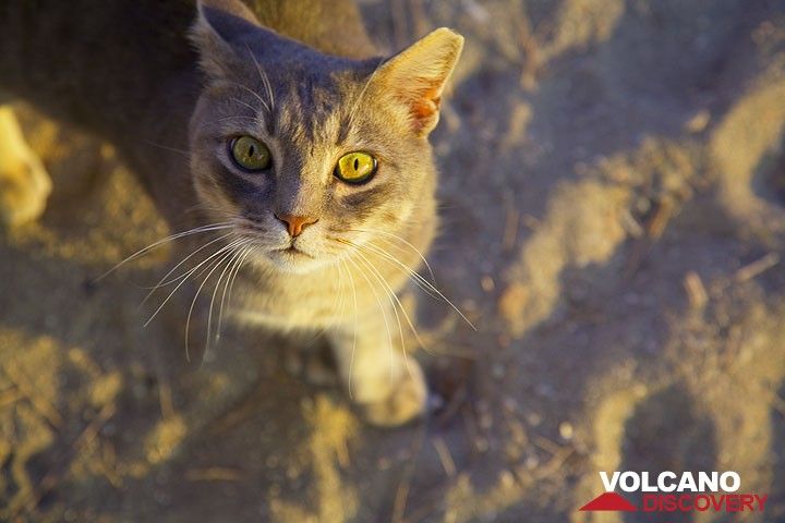 Beautiful cat from Klima (Milos Island) (Photo: Tom Pfeiffer)
